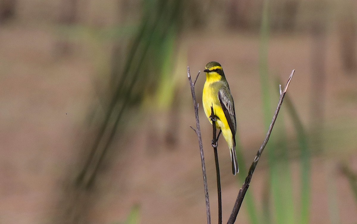 Yellow-browed Tyrant - Diego Trillo