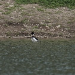 Red-breasted Merganser - ML619365920