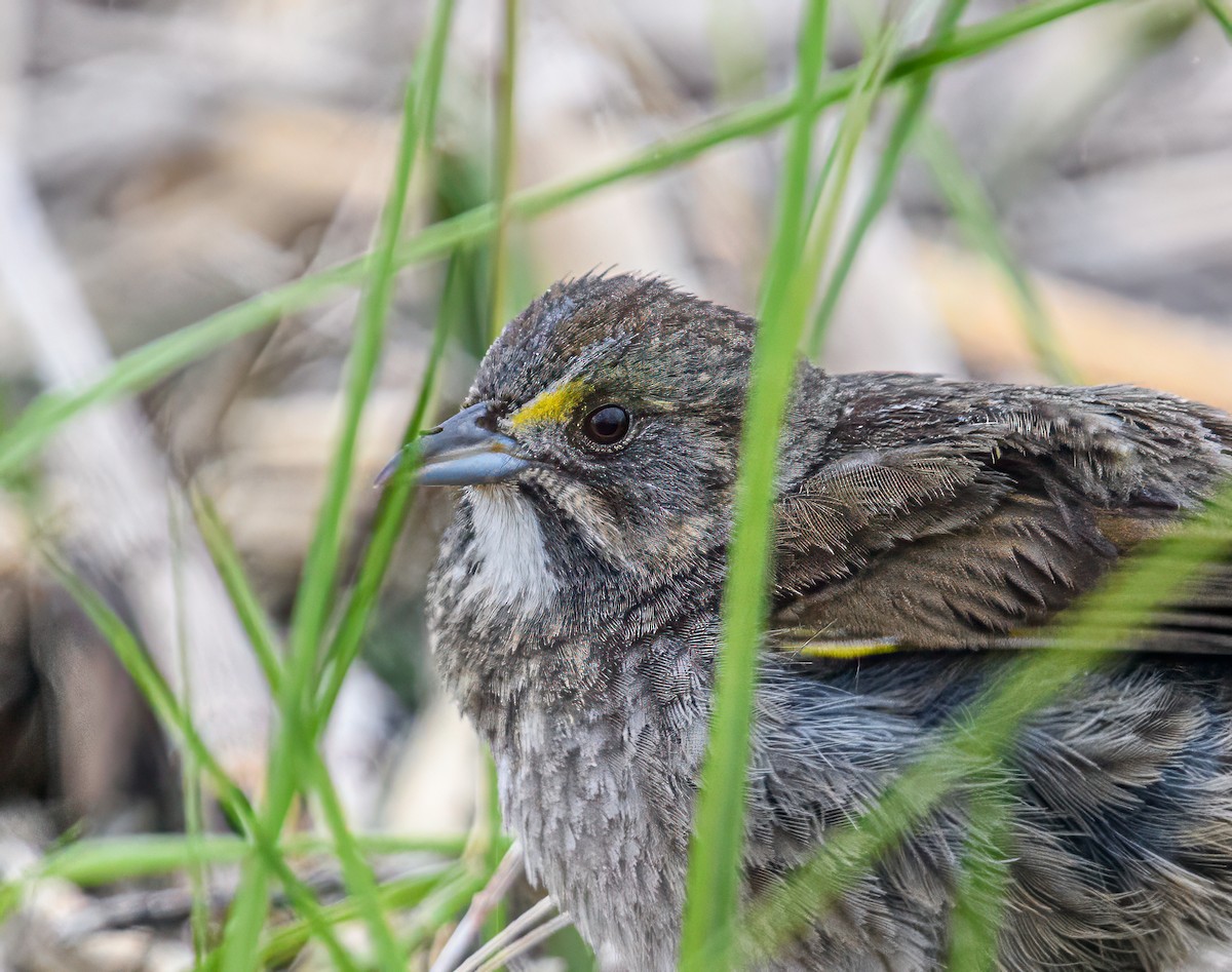 Seaside Sparrow - Bert Filemyr