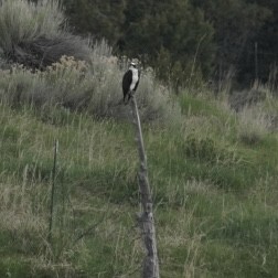 Osprey - Casey Richardson