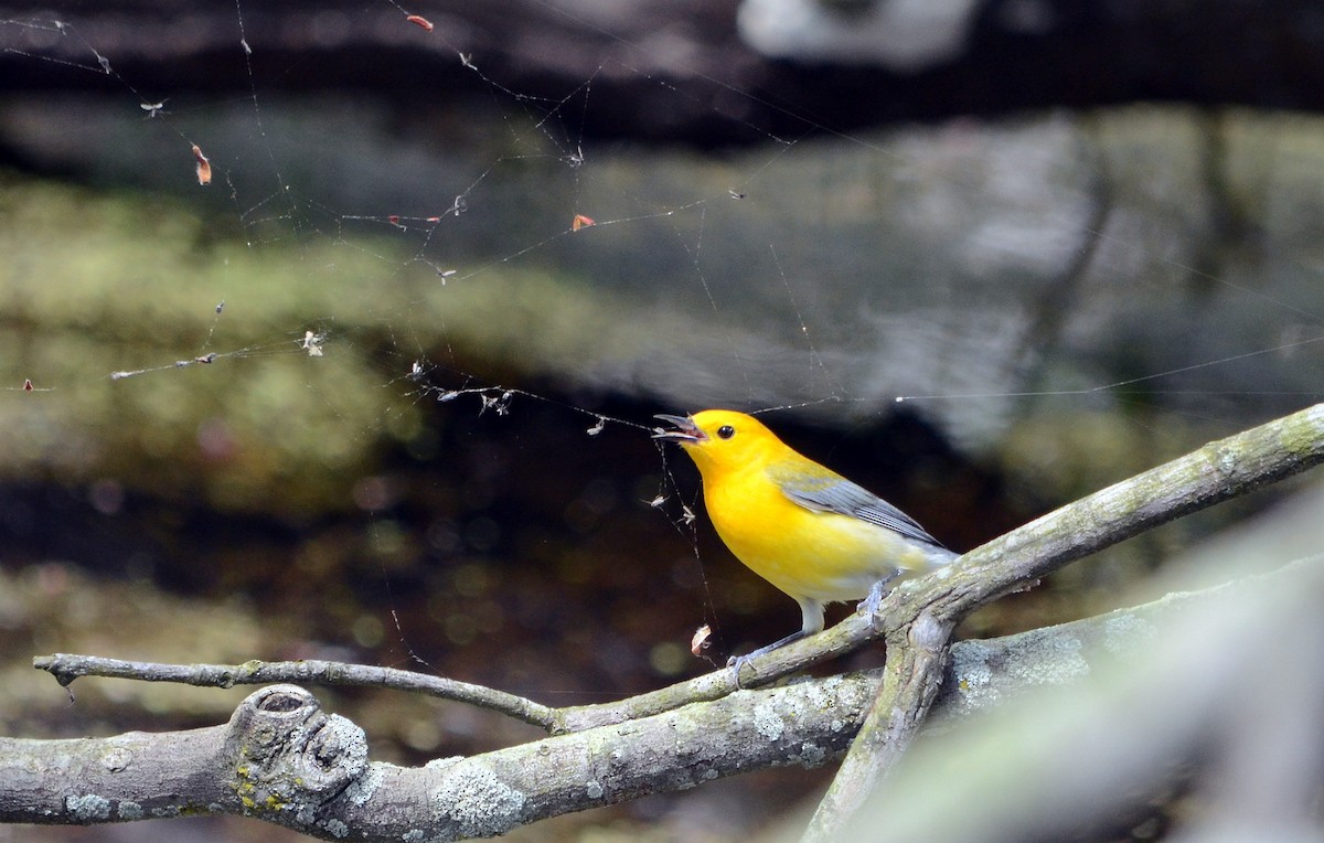 Prothonotary Warbler - Jean and Bob Hilscher