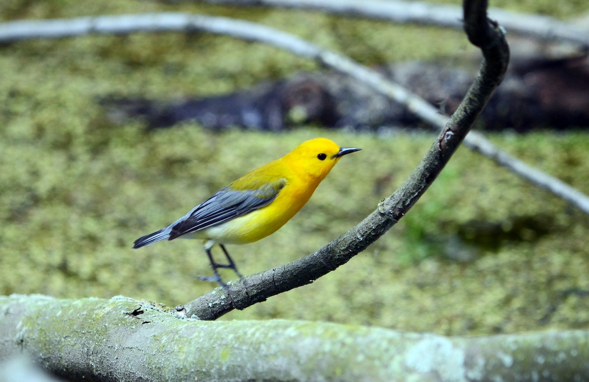 Prothonotary Warbler - Jean and Bob Hilscher