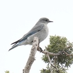 Mountain Bluebird - ML619365953