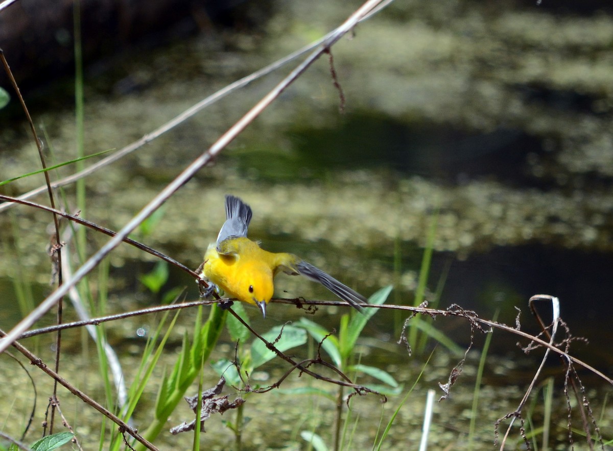 Prothonotary Warbler - Jean and Bob Hilscher