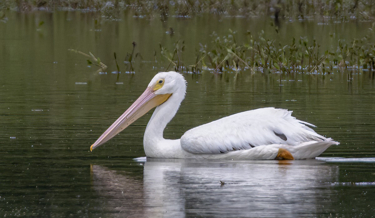 American White Pelican - Iris Kilpatrick