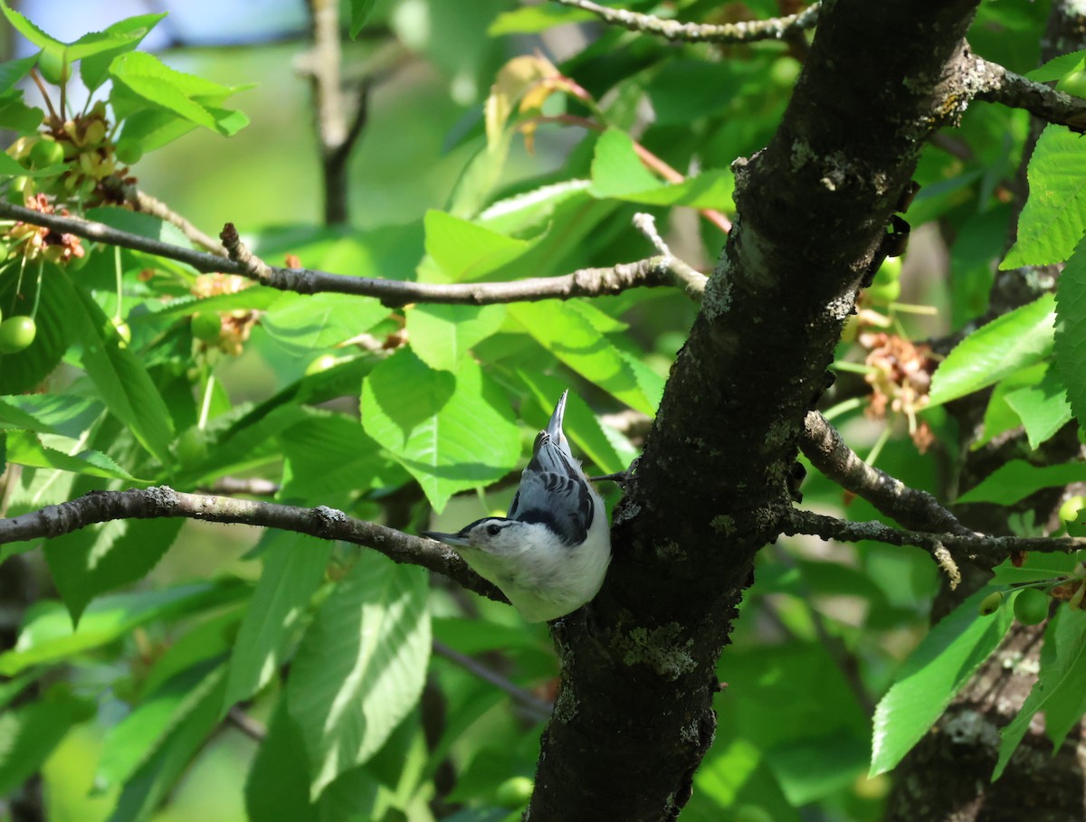 White-breasted Nuthatch - Shawn DOHRING