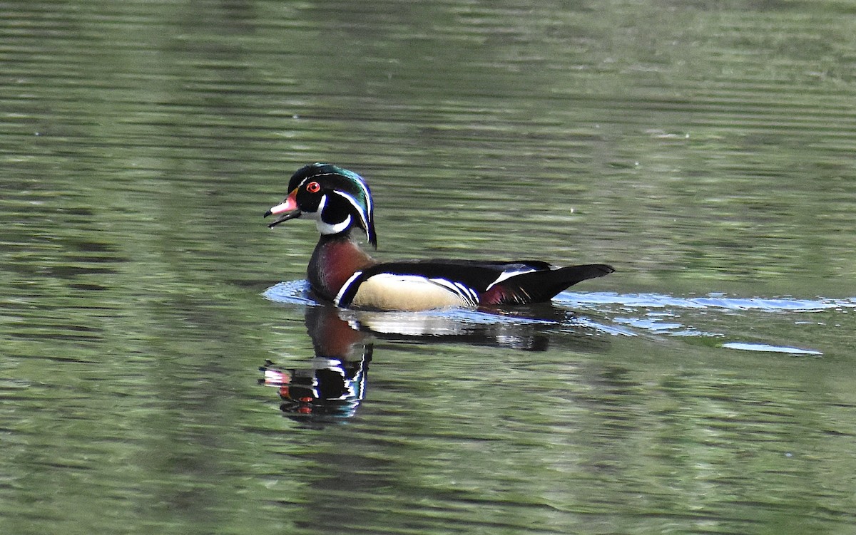 Wood Duck - Ken Steffenson