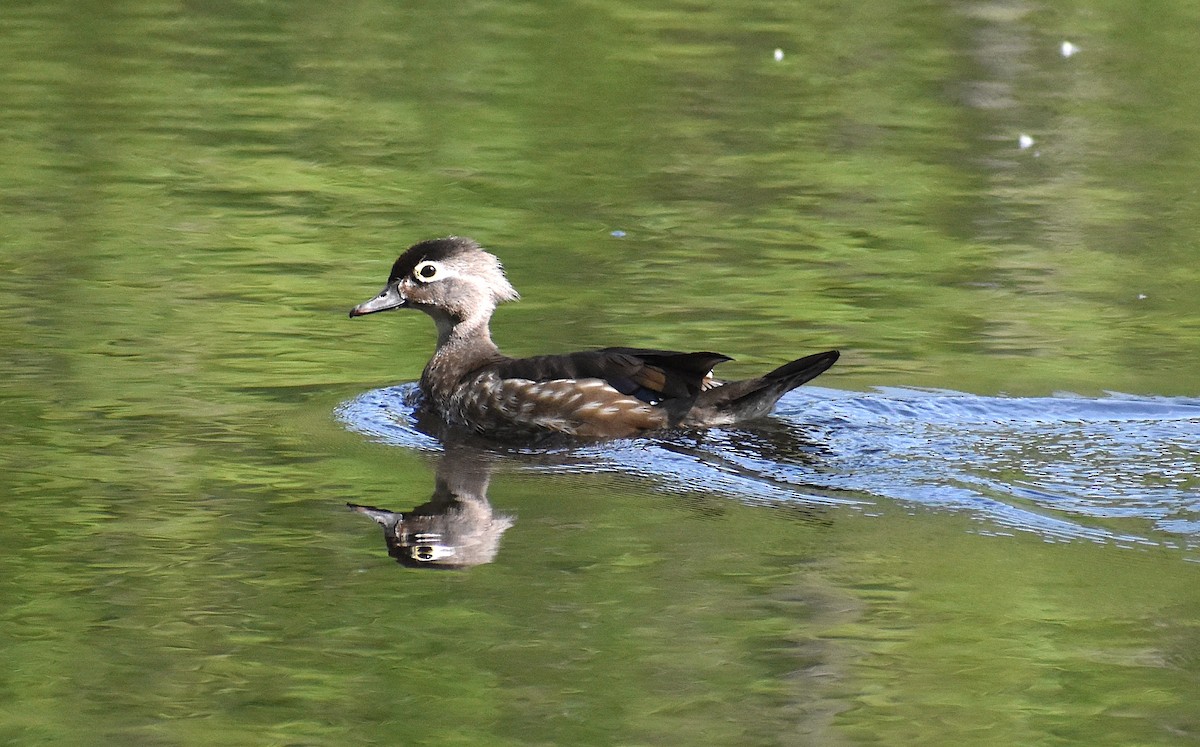 Wood Duck - Ken Steffenson