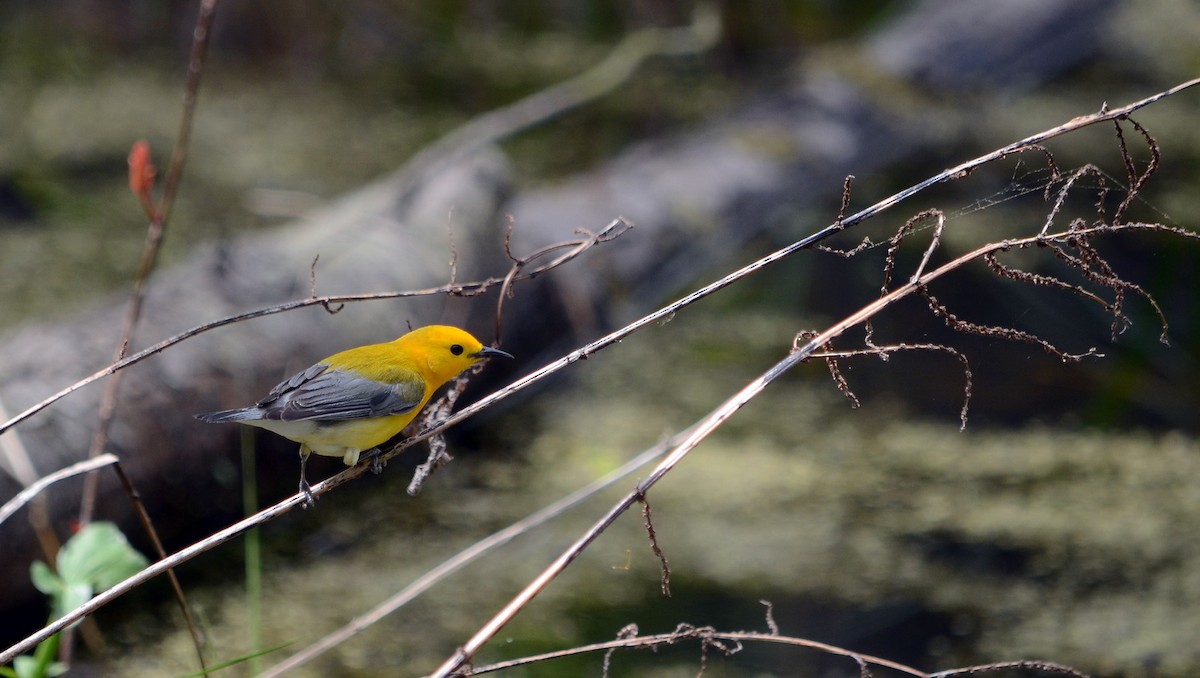 Prothonotary Warbler - Jean and Bob Hilscher