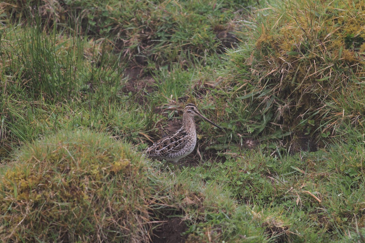 Common Snipe - ML619365997