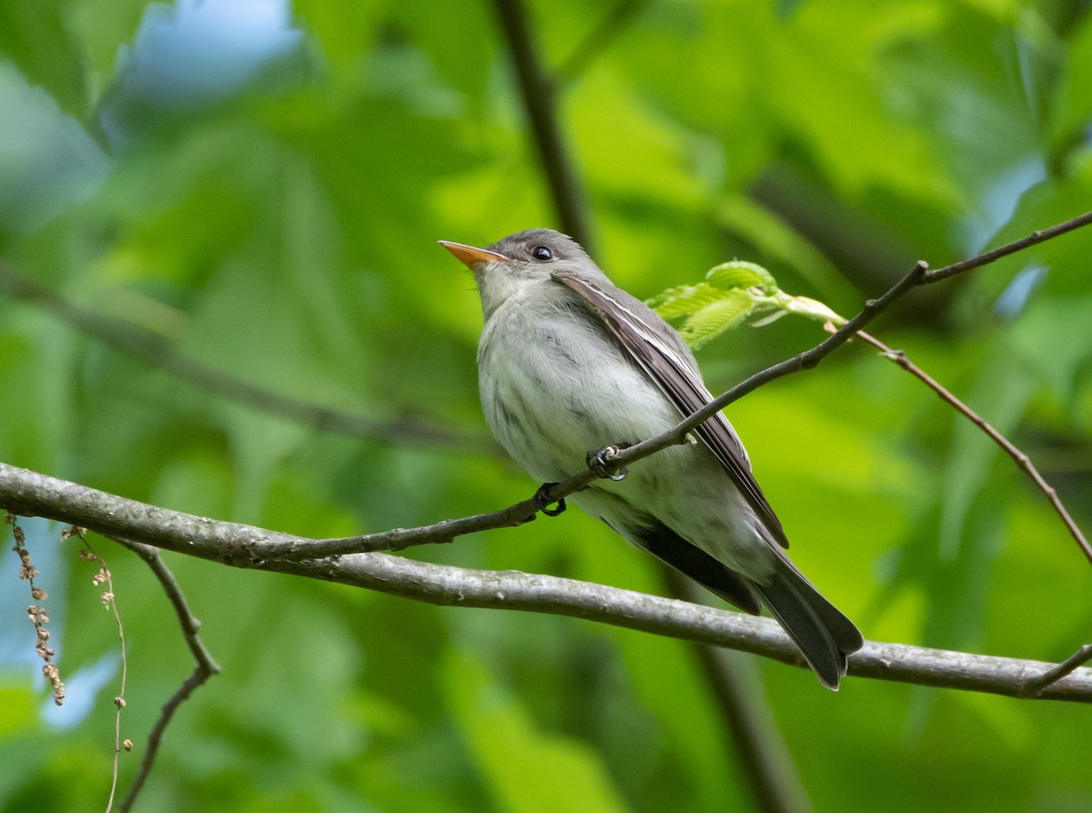 Eastern Wood-Pewee - ML619366007