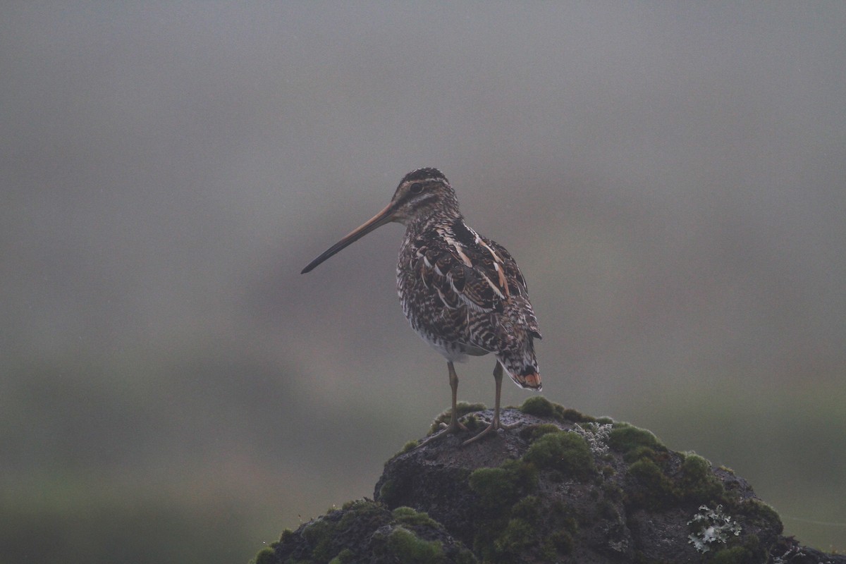 Common Snipe - Carlos Pereira