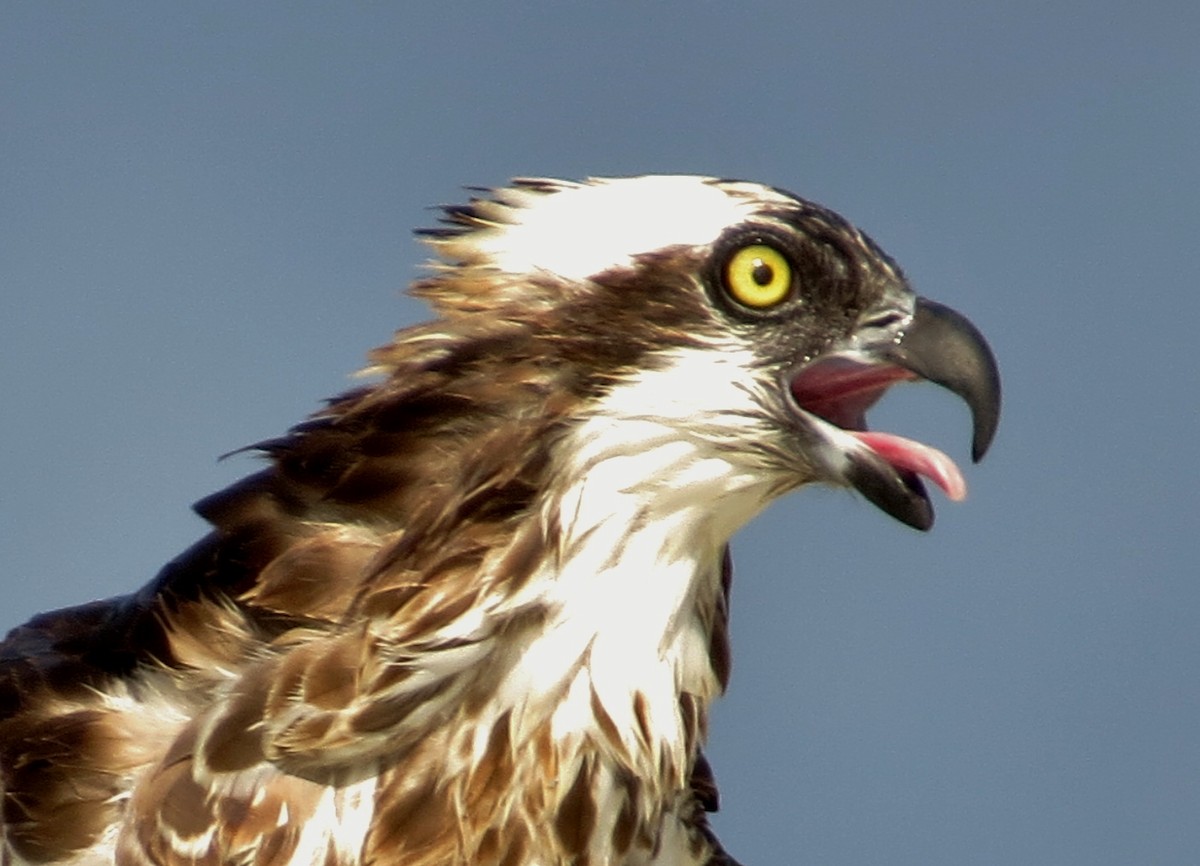 Águila Pescadora - ML61936601