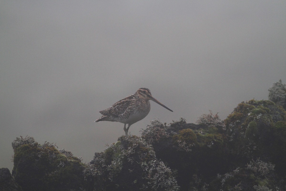 Common Snipe - Carlos Pereira