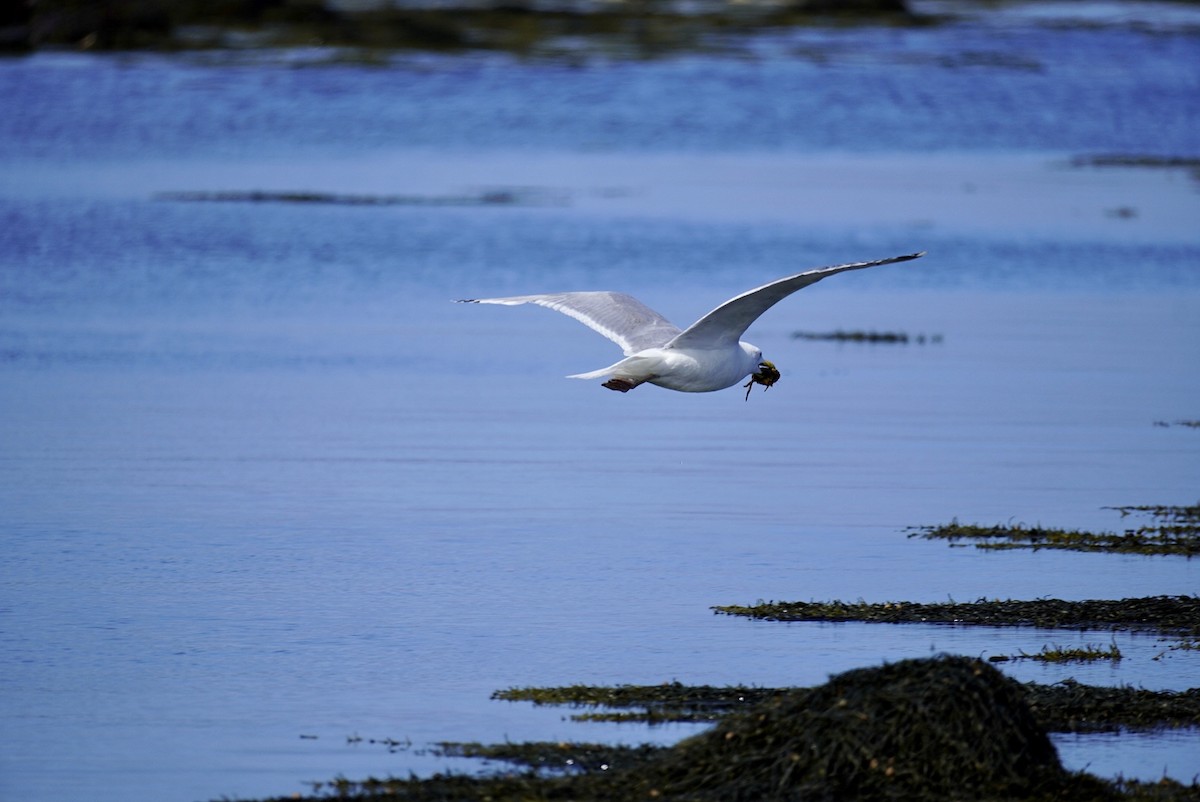 gull sp. - Rachel Orlando