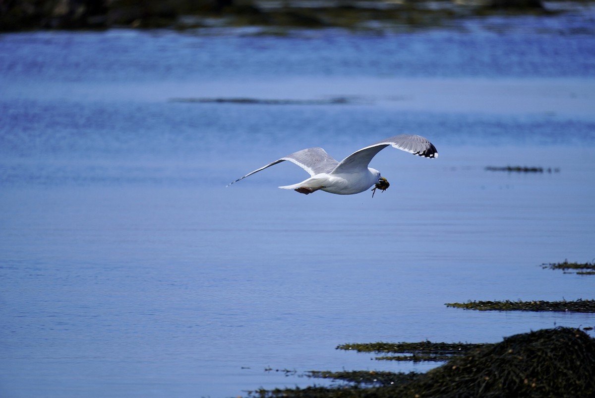 gull sp. - Rachel Orlando