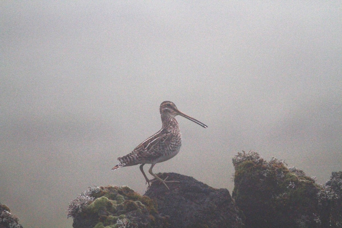 Common Snipe - Carlos Pereira