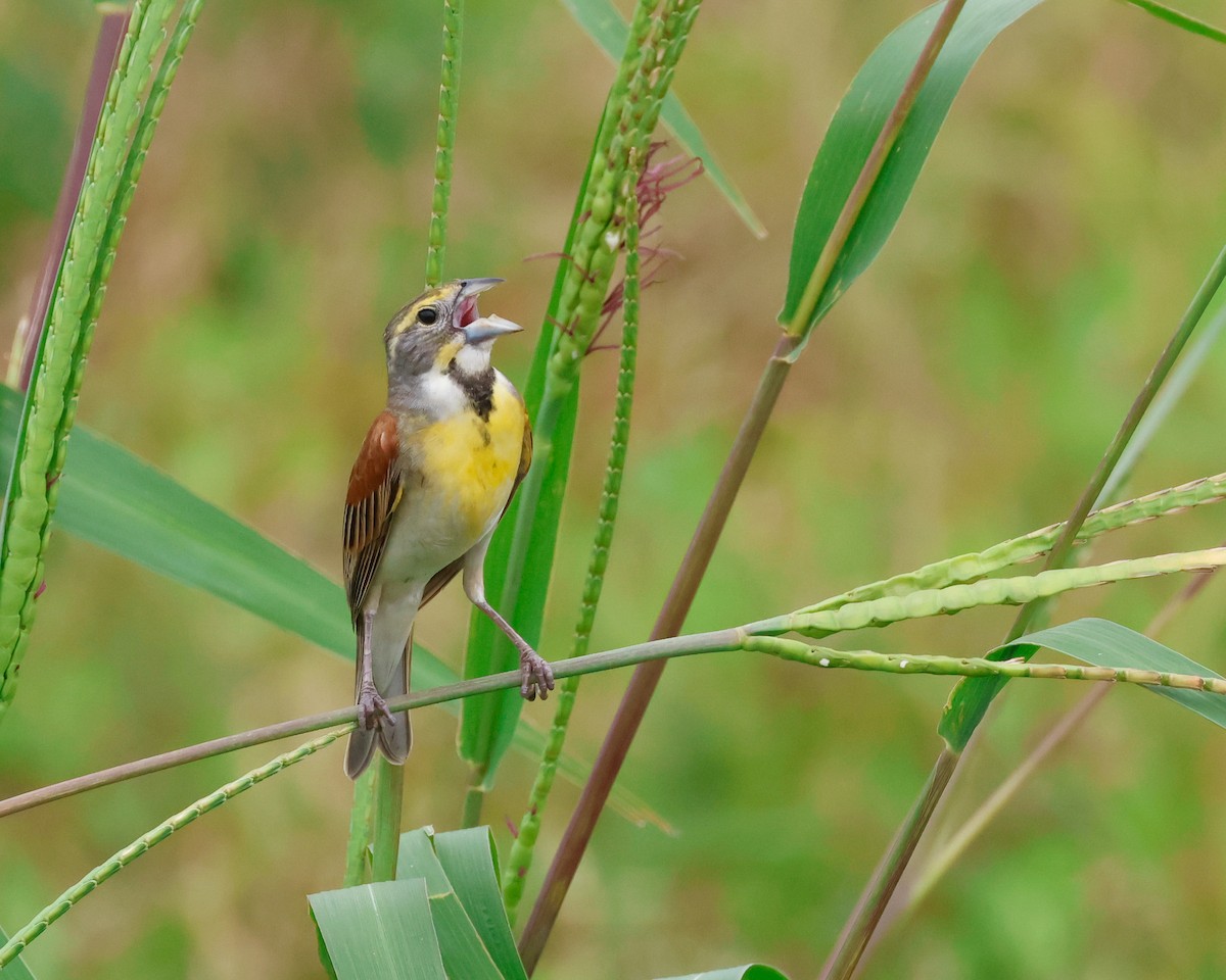 Dickcissel - Letha Slagle