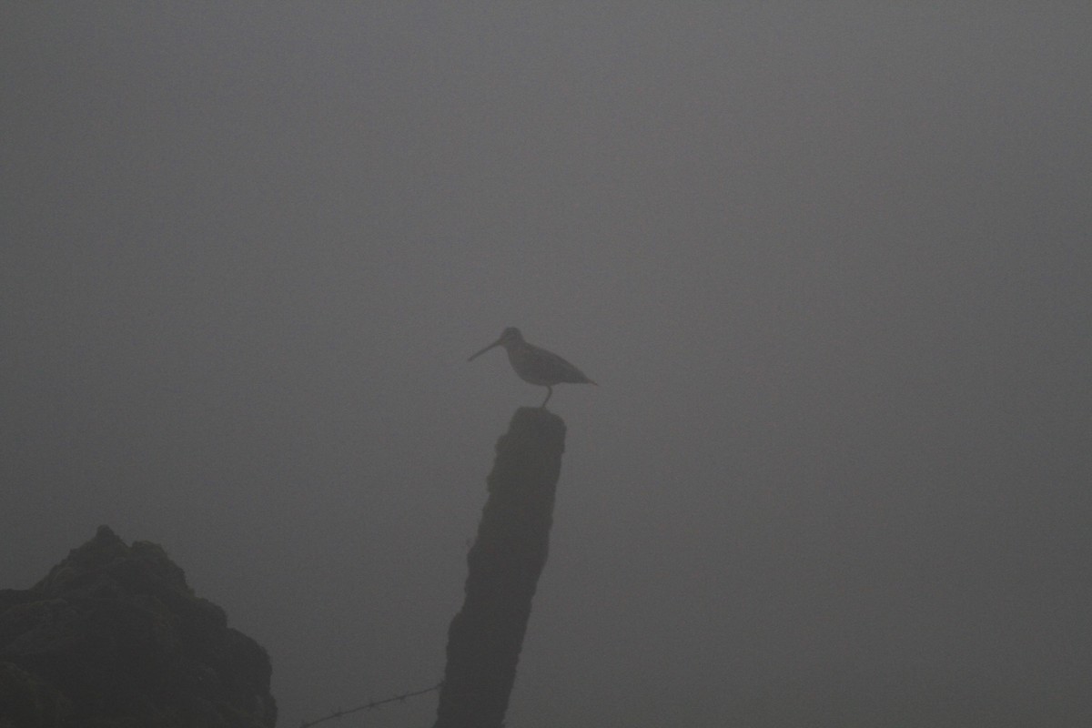 Common Snipe - Carlos Pereira