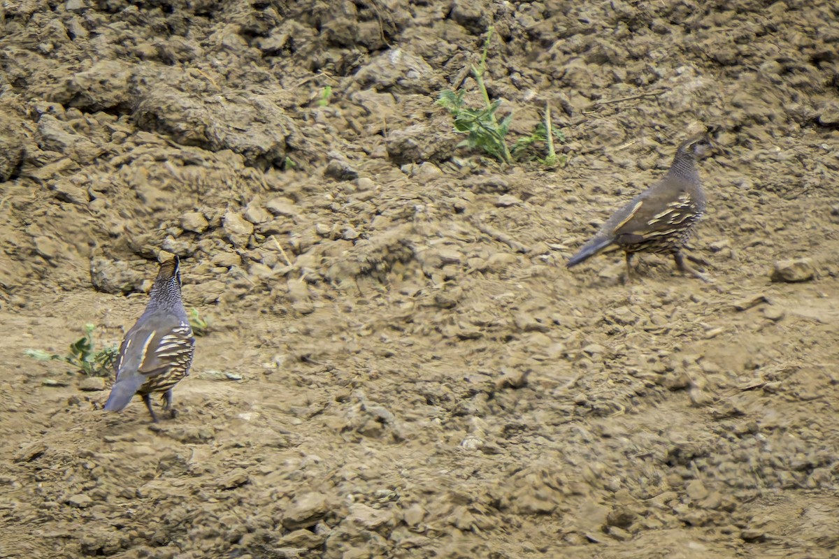 California Quail - ML619366037