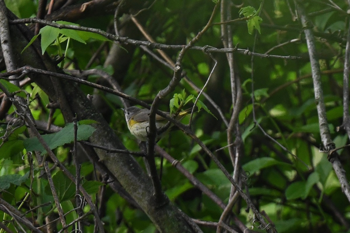 American Redstart - joe demko