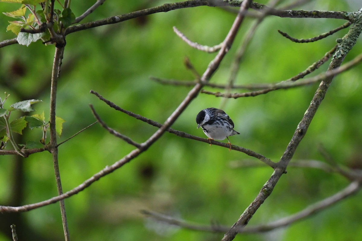 Blackpoll Warbler - joe demko