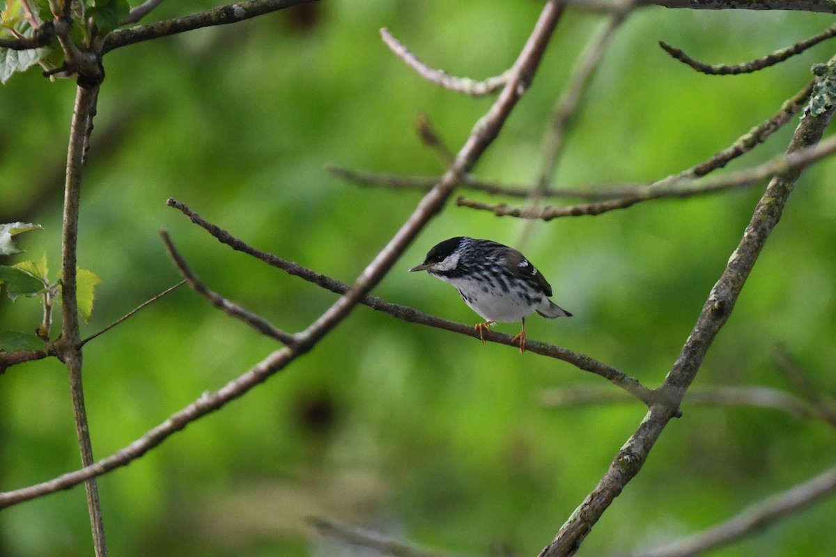Blackpoll Warbler - joe demko