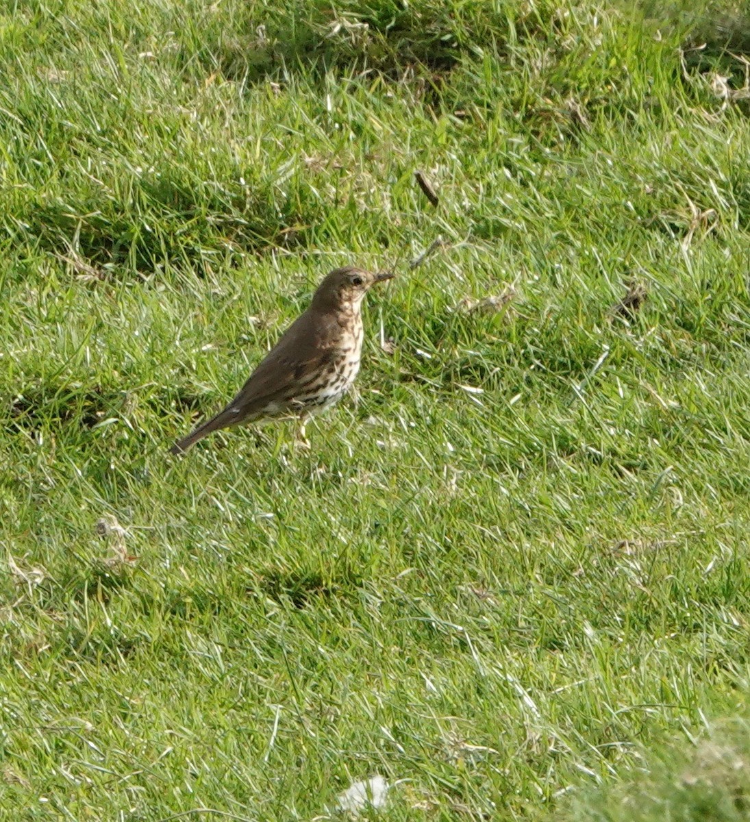 Song Thrush - Nancy Henke