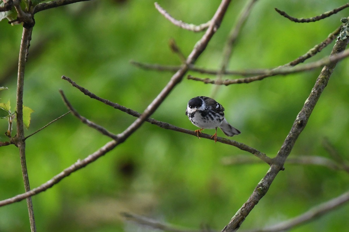 Blackpoll Warbler - joe demko