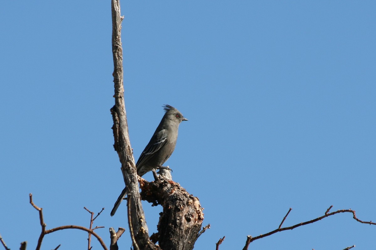 Phainopepla - Nancy Davis