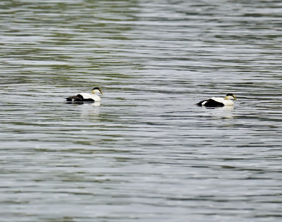 Common Eider - Rachel Orlando