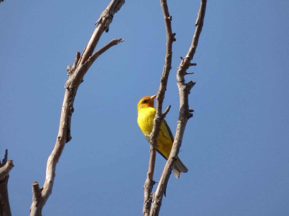 Western Tanager - Jude Flores