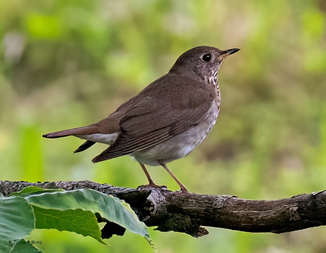 Gray-cheeked/Bicknell's Thrush - ML619366151