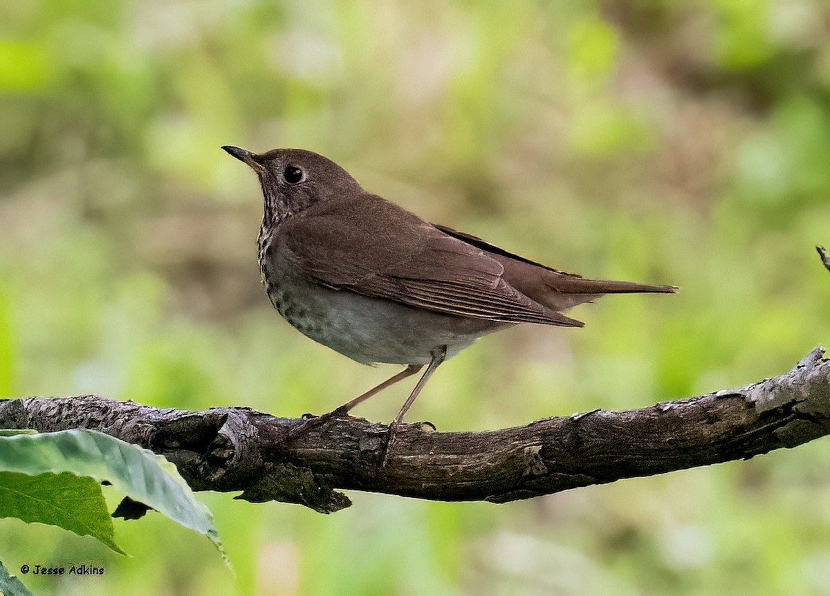 Gray-cheeked/Bicknell's Thrush - ML619366152