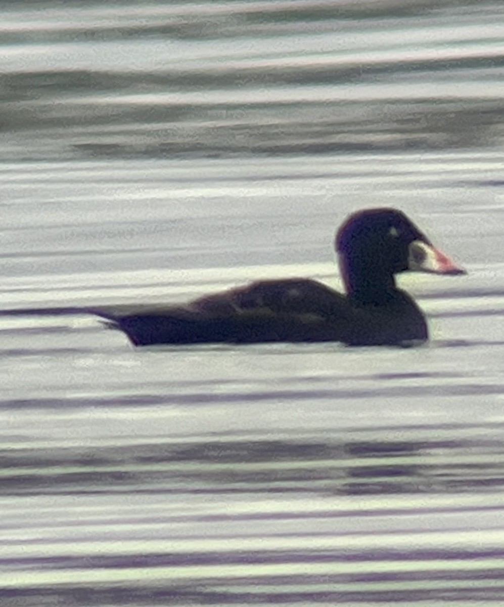 Surf Scoter - Rachel Orlando