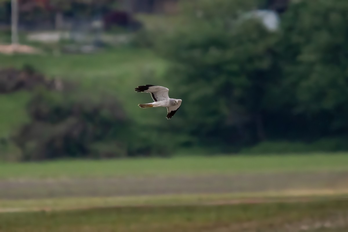 Northern Harrier - Dominic More O’Ferrall