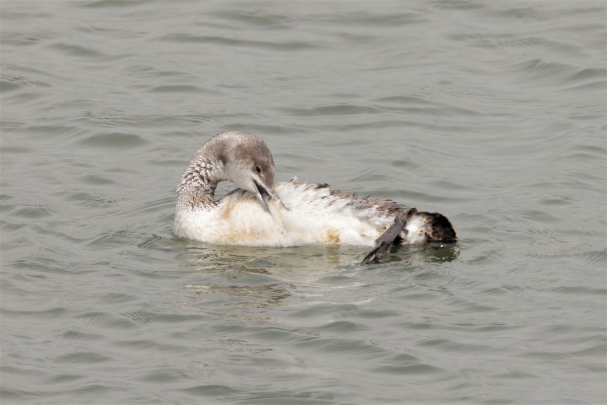 Red-throated Loon - Russ Namitz