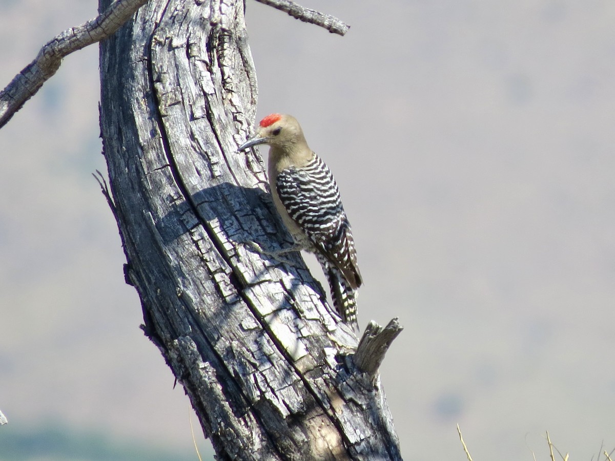 Gila Woodpecker - Dawn Zappone