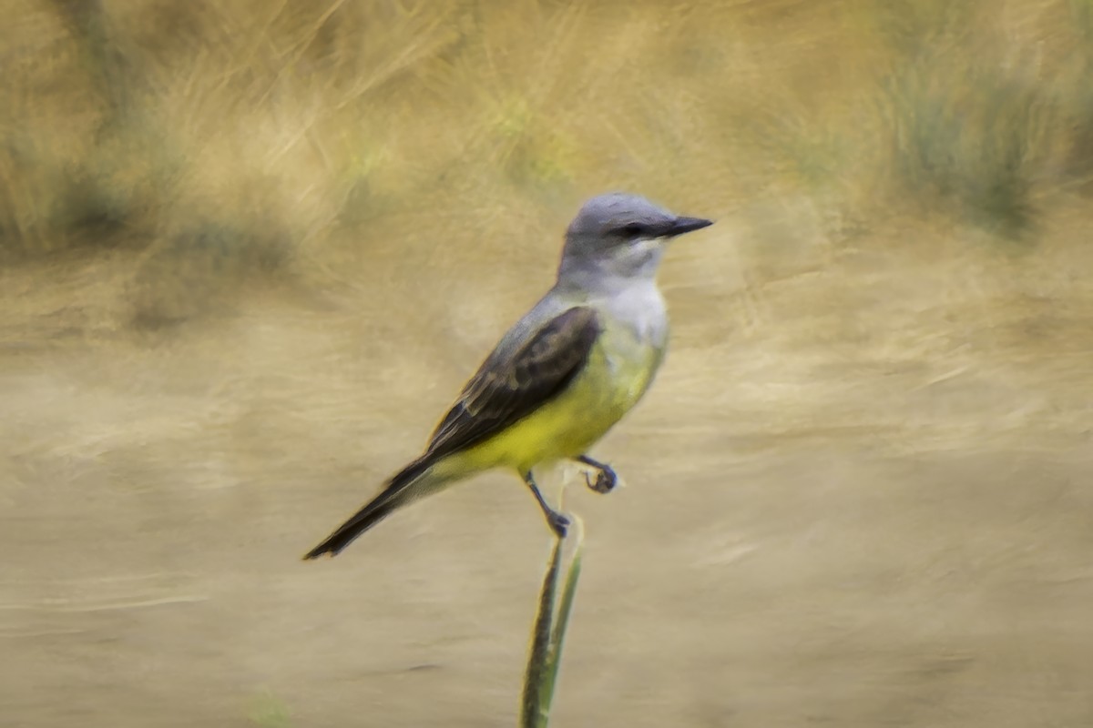 Western Kingbird - ML619366186