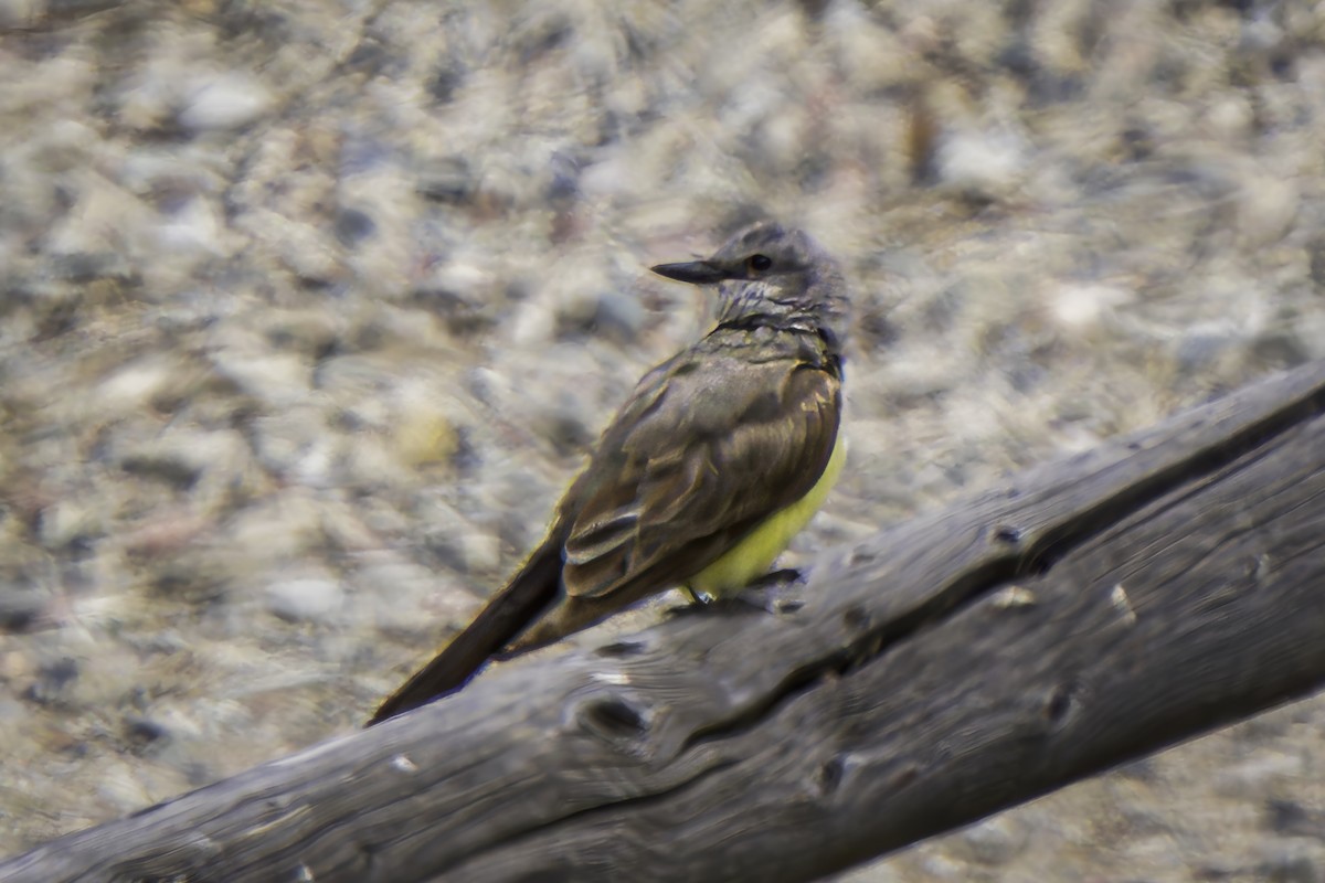 Western Kingbird - Gordon Norman