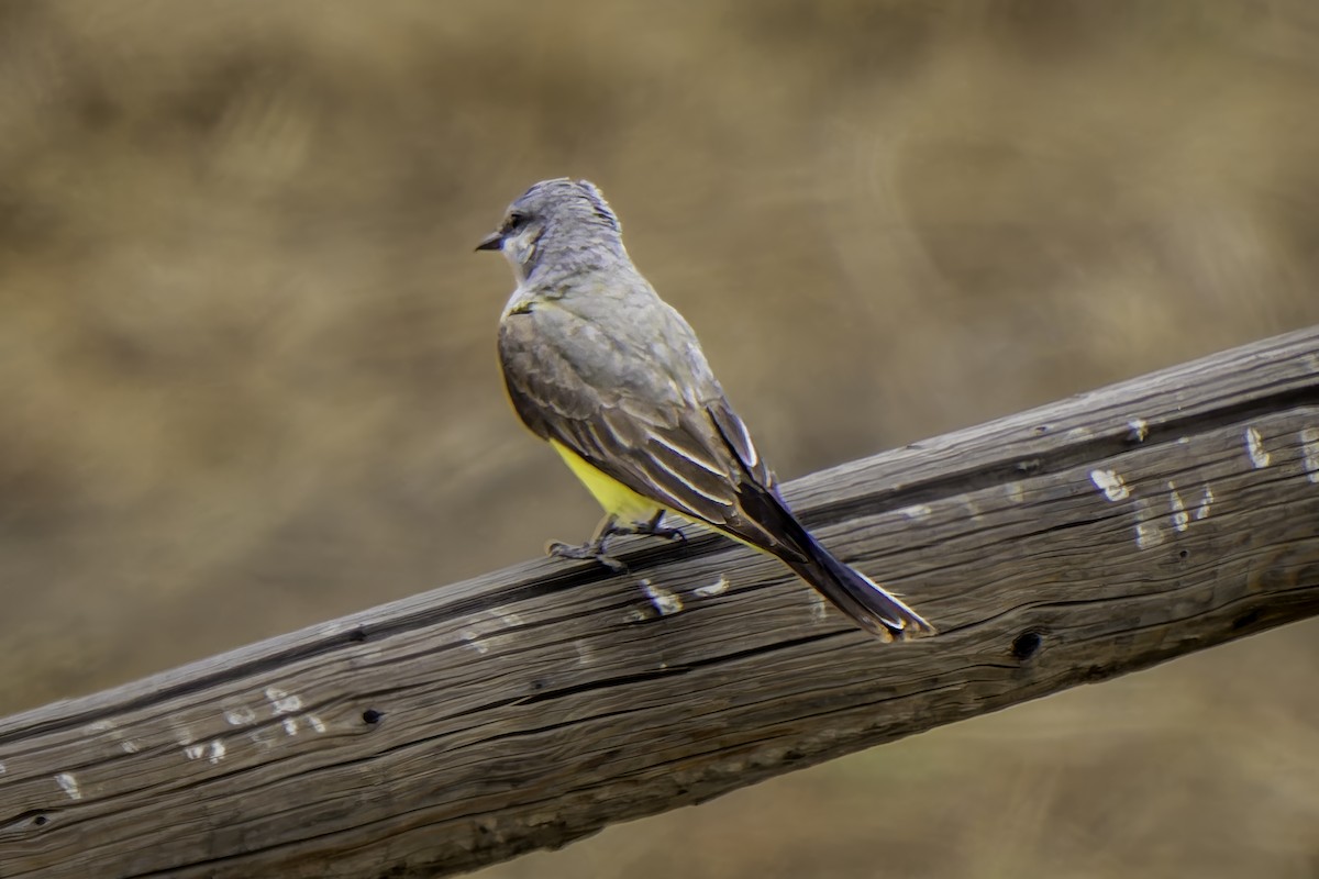 Western Kingbird - Gordon Norman