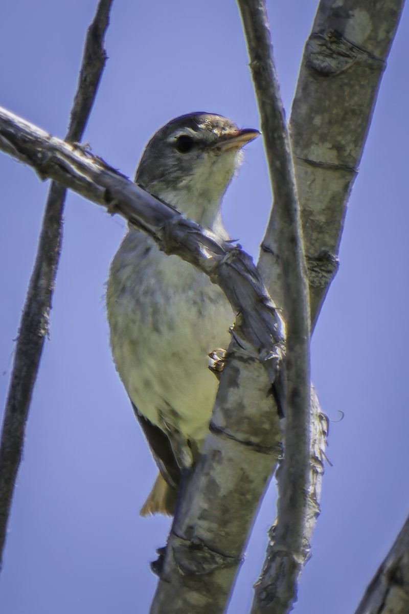 Bell's Vireo - Gordon Norman