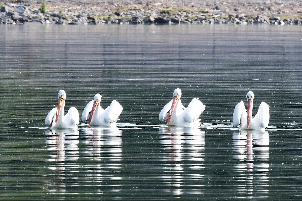 American White Pelican - ML619366203