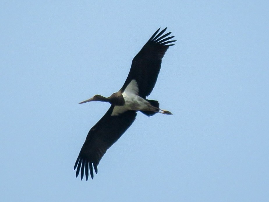 Black Stork - ML619366218