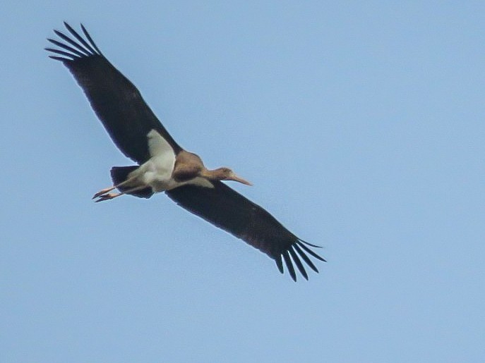 Black Stork - Falcon Cheng