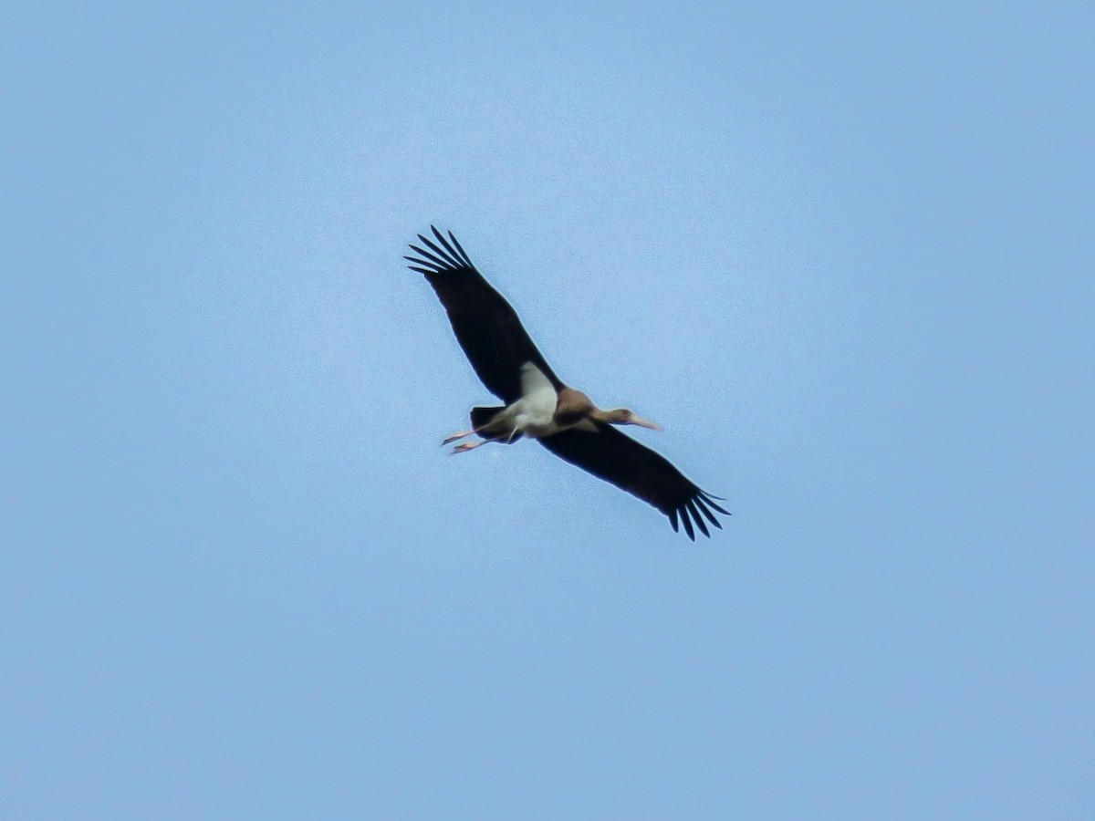 Black Stork - Falcon Cheng