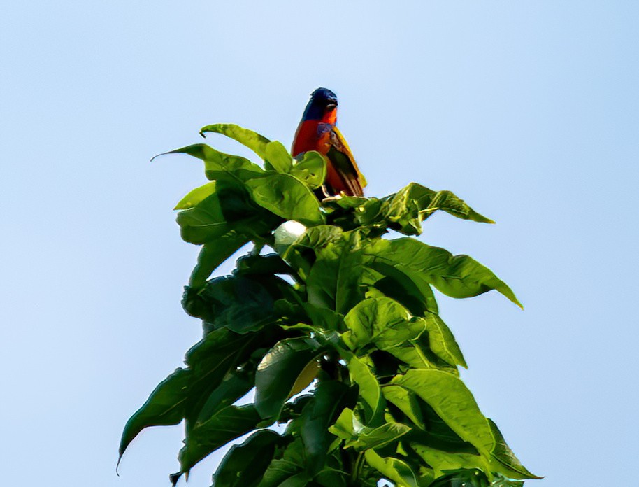 Painted Bunting - Jaya Ramanathan