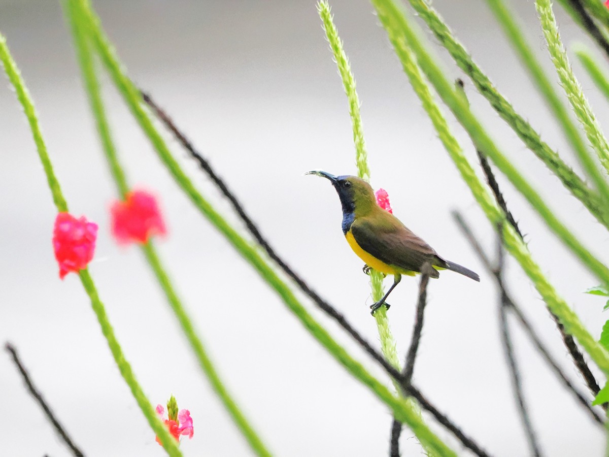 Ornate Sunbird - Kuan Chih Yu