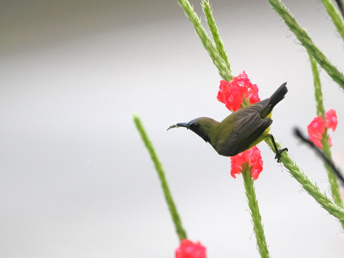 Ornate Sunbird - Kuan Chih Yu