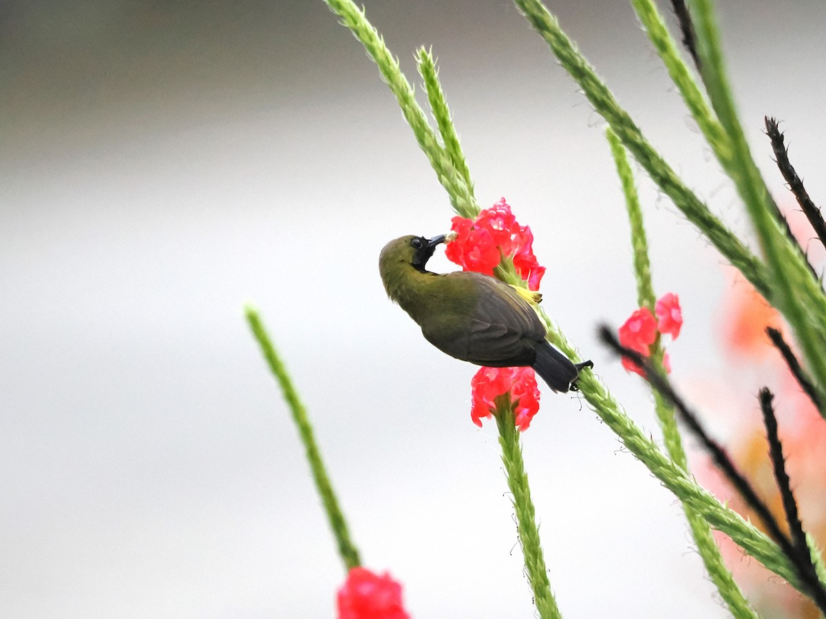 Ornate Sunbird - Kuan Chih Yu